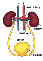 This image shows the bladder and kidney function